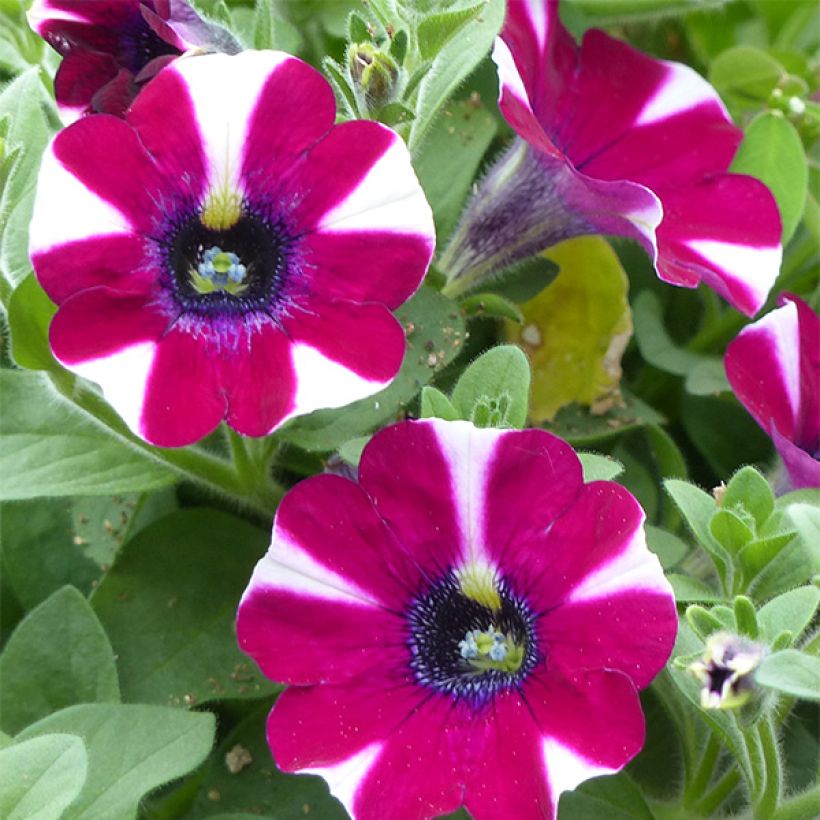 Tarhapetunia Bicolor Cabernet (Kukinta)