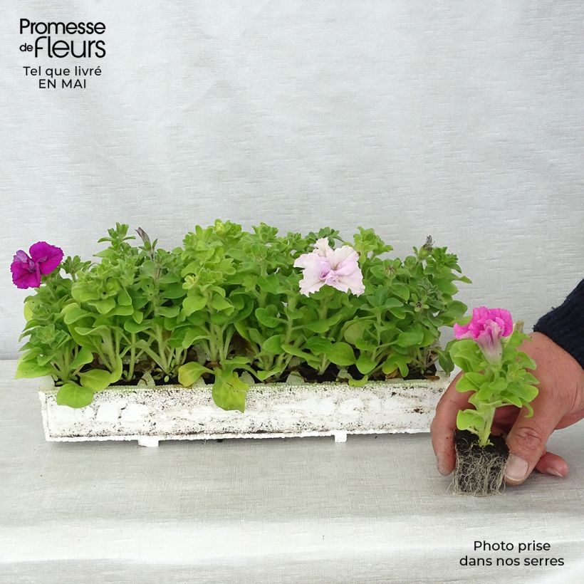 Esimerkki keväällä toimitetusta Riippapetunia Cassandra Mix Jardimotte : motte 3,8 cm x 3,2 cm en plaque de culture par 16-taimesta
