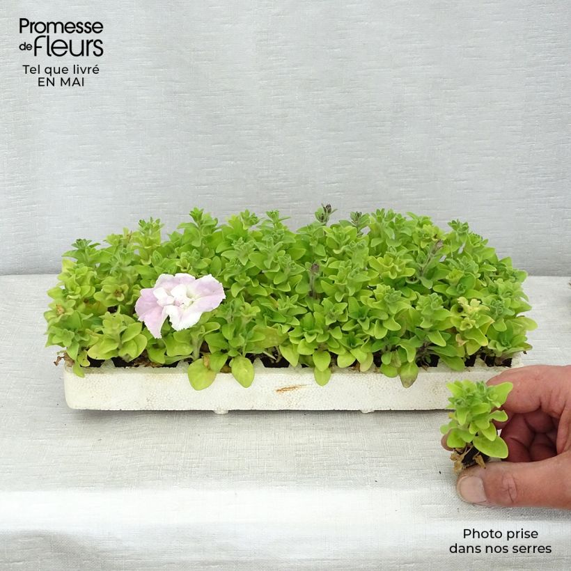 Esimerkki keväällä toimitetusta Riippapetunia Cassandra Mix Minimotte : motte 2,2 cm x 2 cm en plaque de culture par 35-taimesta