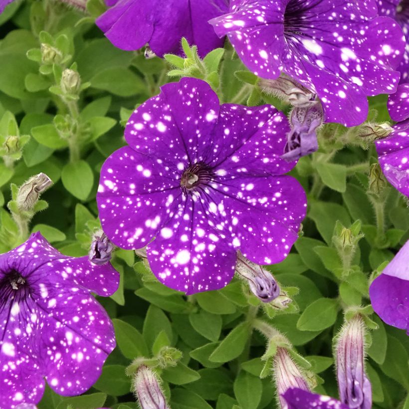 Tarhapetunia Splash Dance Bolero Blue (Kukinta)
