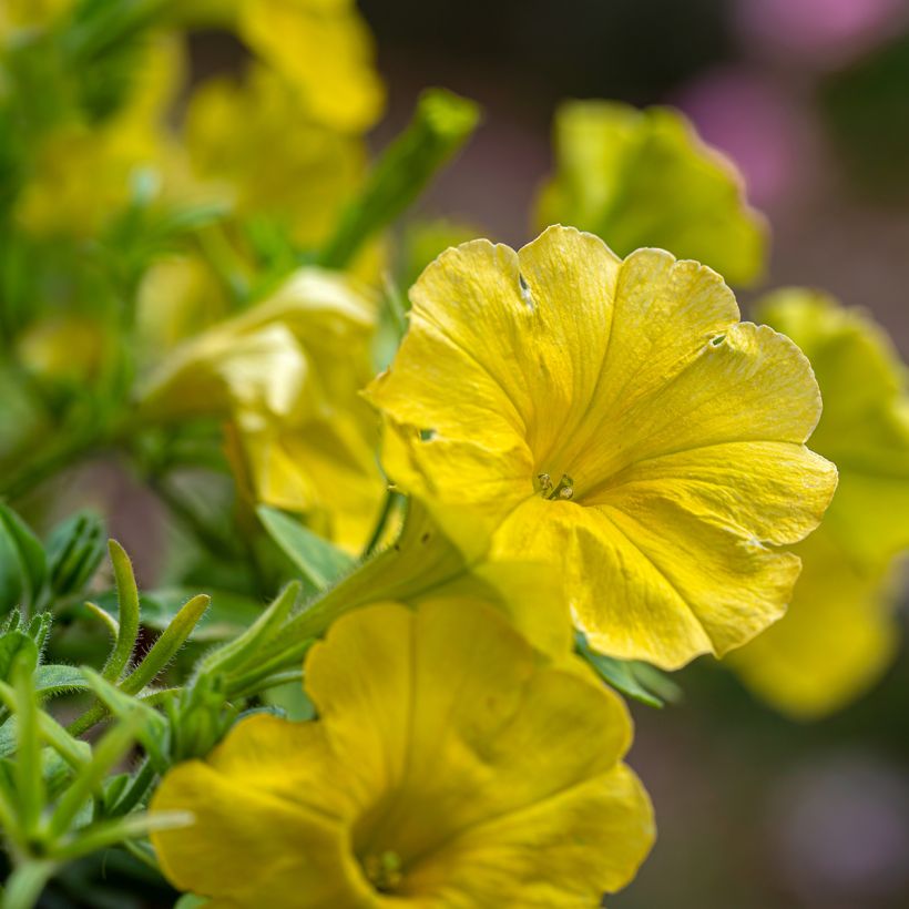 Tarhapetunia Capella Hello Yellow (Kukinta)