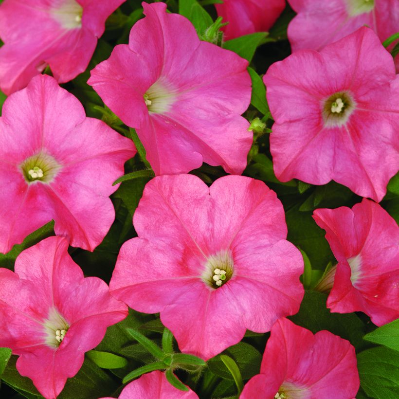 Tarhapetunia Coral Reef (siemenet) (Kukinta)