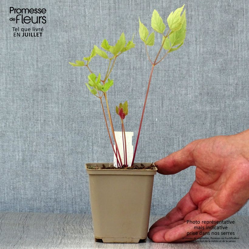 Esimerkki kesällä toimitetusta Peucedanum verticillare Taimiruukku 8/9 cm-taimesta