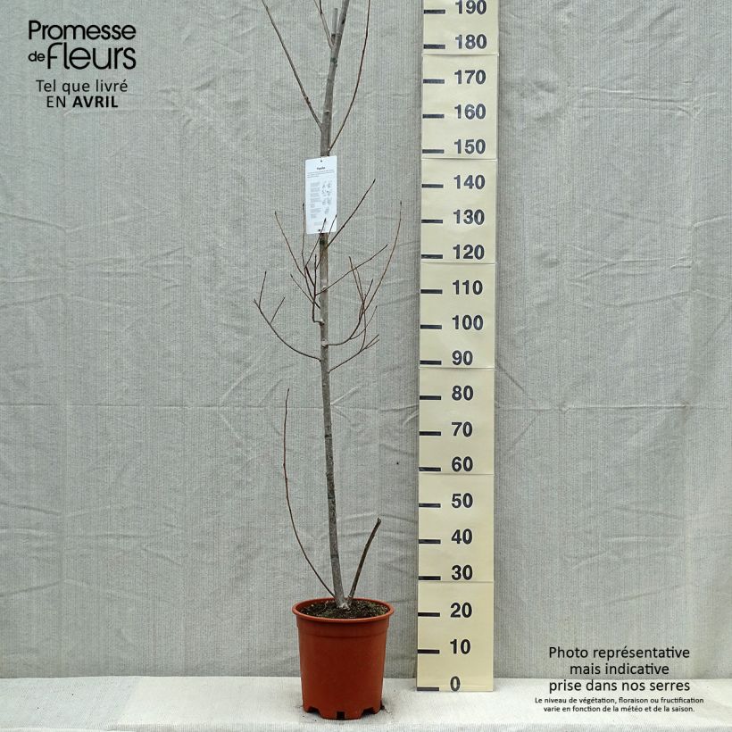 Esimerkki keväällä toimitetusta Kanadanpoppeli Robusta Pot de 7,5L/10L-taimesta