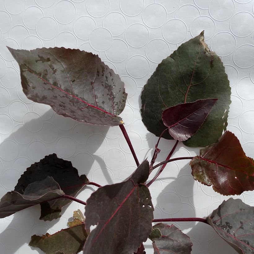 Amerikanmustapoppeli Purple Tower (Foliage)