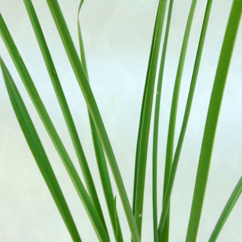 Tähkähietalilja - Anthericum liliago (Lehvistö)