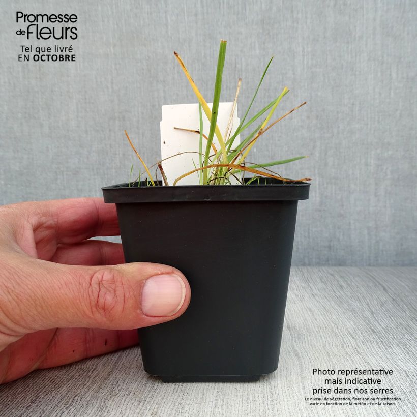 Esimerkki syksyllä toimitetusta Tähkähietalilja - Anthericum liliago 8/9 cm taimiruukku-taimesta