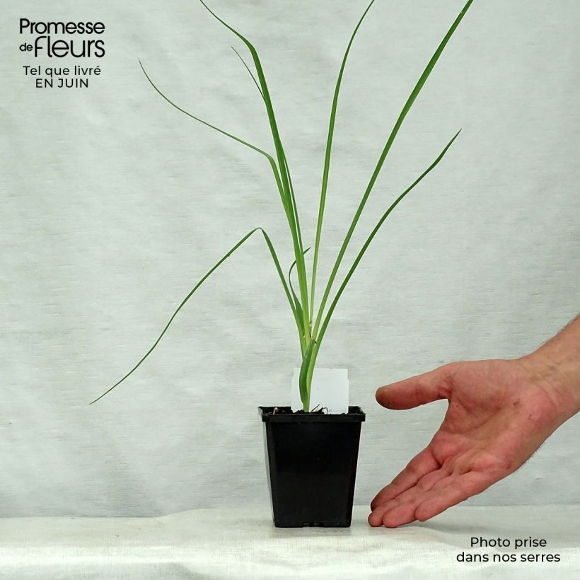Esimerkki kesällä toimitetusta Tähkähietalilja - Anthericum liliago Godet de 8/9 cm-taimesta