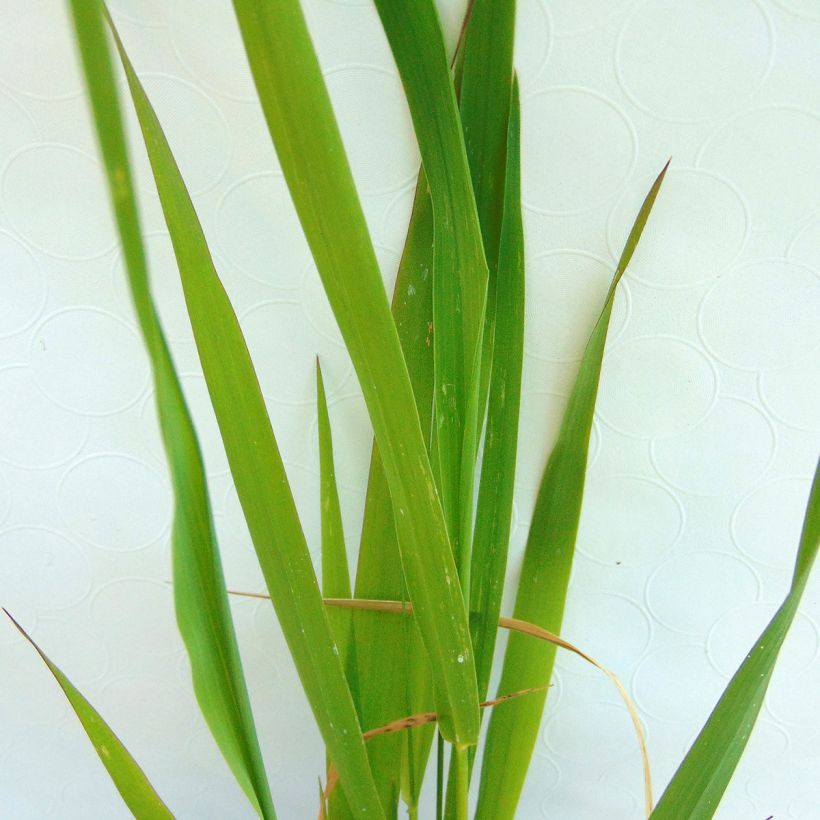Ruokohelpi - Phalaris arundinaceae (Lehvistö)
