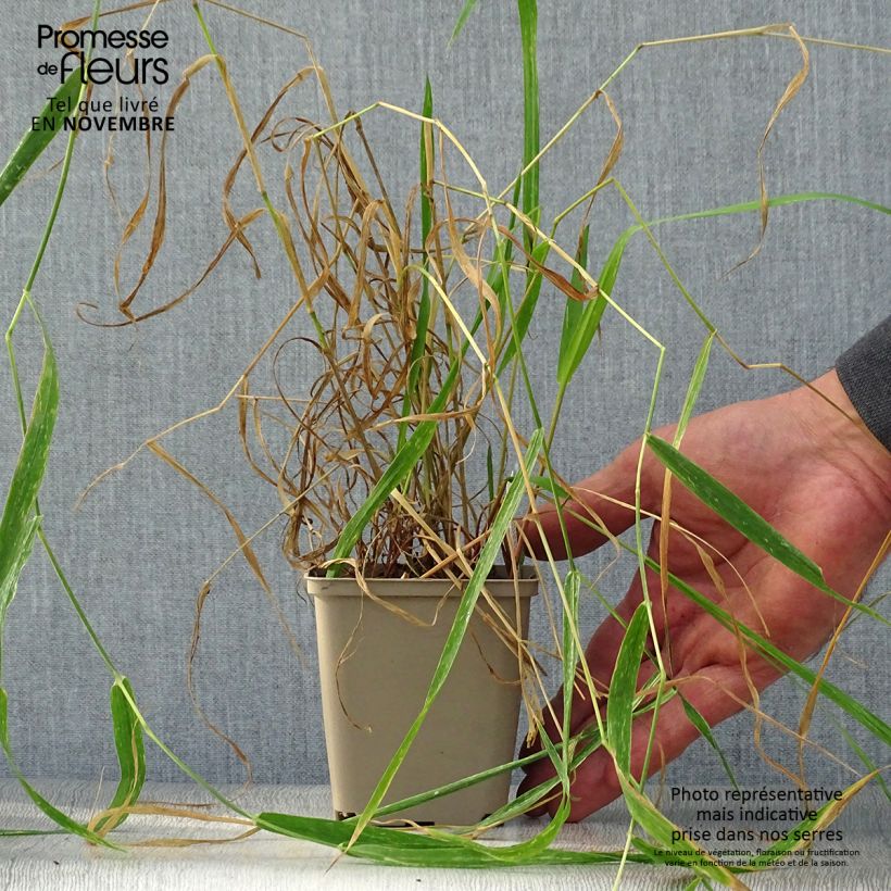 Esimerkki syksyllä toimitetusta Ruokohelpi - Phalaris arundinaceae 8/9 cm taimiruukku-taimesta