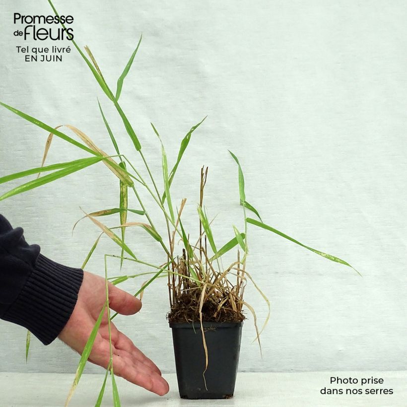 Esimerkki kesällä toimitetusta Ruokohelpi - Phalaris arundinaceae Taimiruukku 8/9 cm-taimesta