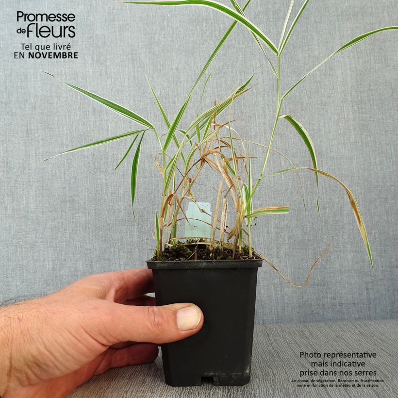 Esimerkki syksyllä toimitetusta Ruokohelpi Picta 8/9 cm taimiruukku-taimesta