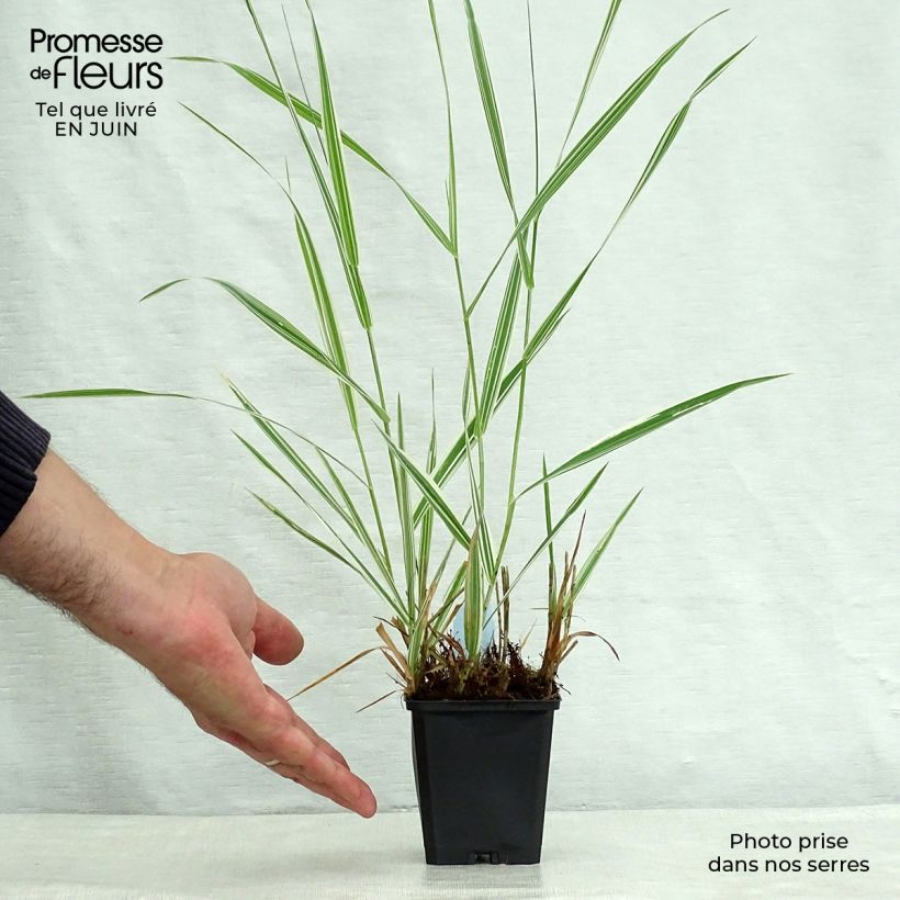 Esimerkki kesällä toimitetusta Ruokohelpi Picta Taimiruukku 8/9 cm-taimesta