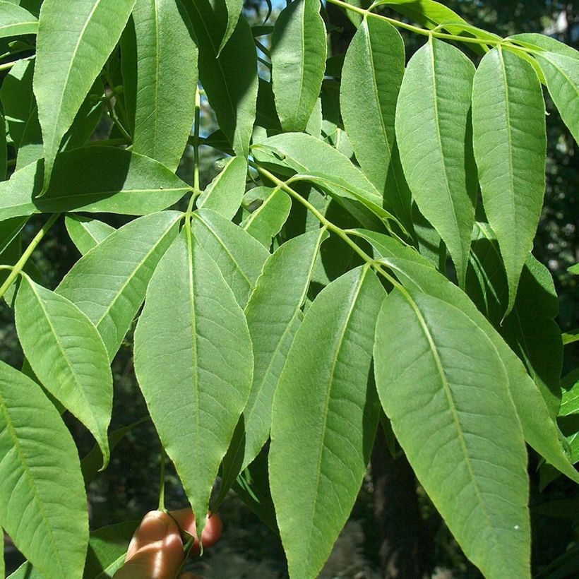 Amurinkorkkipuu - Phellodendron amurense (Lehvistö)