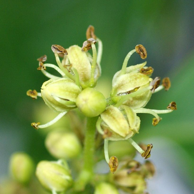 Amurinkorkkipuu - Phellodendron amurense (Kukinta)