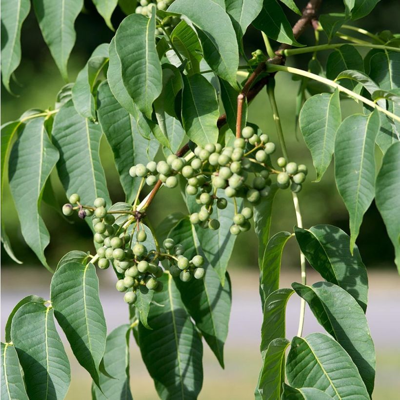 Amurinkorkkipuu - Phellodendron amurense (Sadonkorjuu)