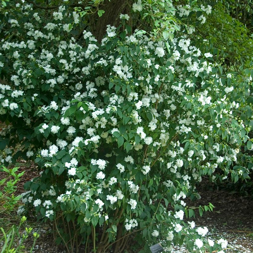 Jasmikkee Bouquet Blanc (Kasvutapa)