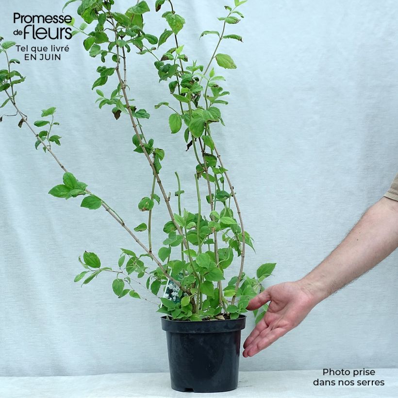 Esimerkki kesällä toimitetusta Jasmike Dame Blanche Pot de 3L/4L-taimesta