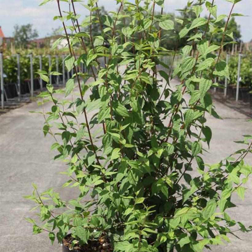 Pikkujasmike - Philadelphus x lemoinei (Lehvistö)