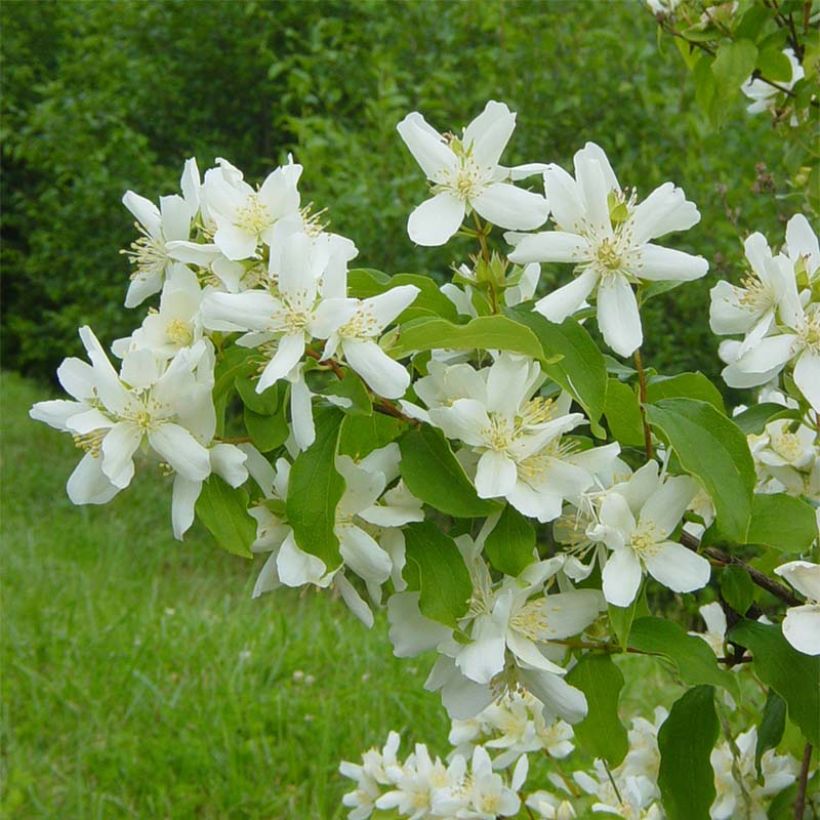 Pikkujasmike - Philadelphus x lemoinei (Kukinta)