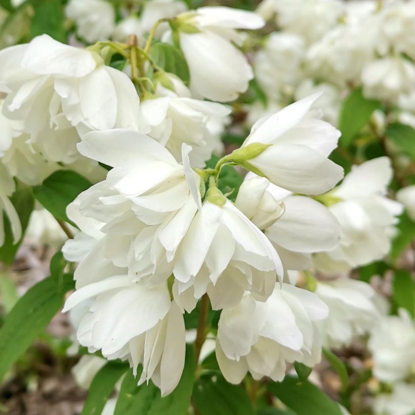Jasmike Little White Love (Kukinta)