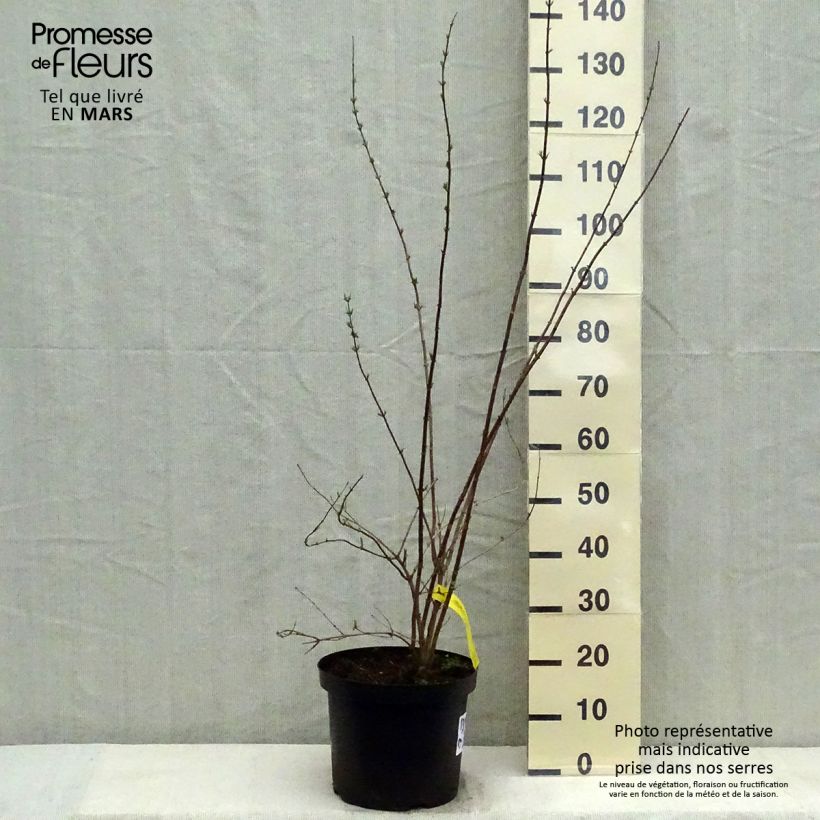 Esimerkki keväällä toimitetusta Seringat - Philadelphus Pearls of Perfume Pot de 4L/5L-taimesta