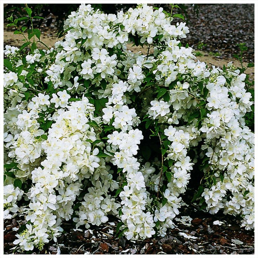 Jasmike White Rock Pekphil (Kukinta)