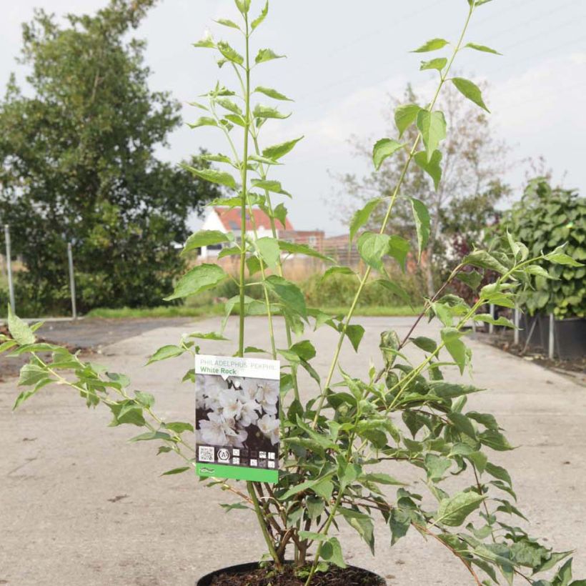 Esimerkki toimitetusta Jasmike White Rock Pekphil Pot de 4L/5L-taimesta