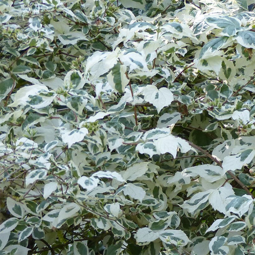 Pihajasmike Variegatus (Lehvistö)