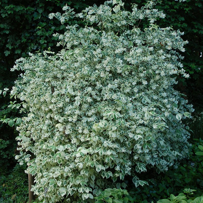 Pihajasmike Variegatus (Kasvutapa)