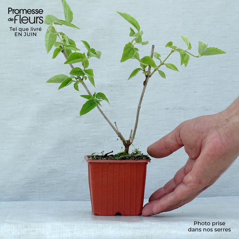 Esimerkki kesällä toimitetusta Pihajasmike - Philadelphus coronarius Taimiruukku 8/9 cm-taimesta
