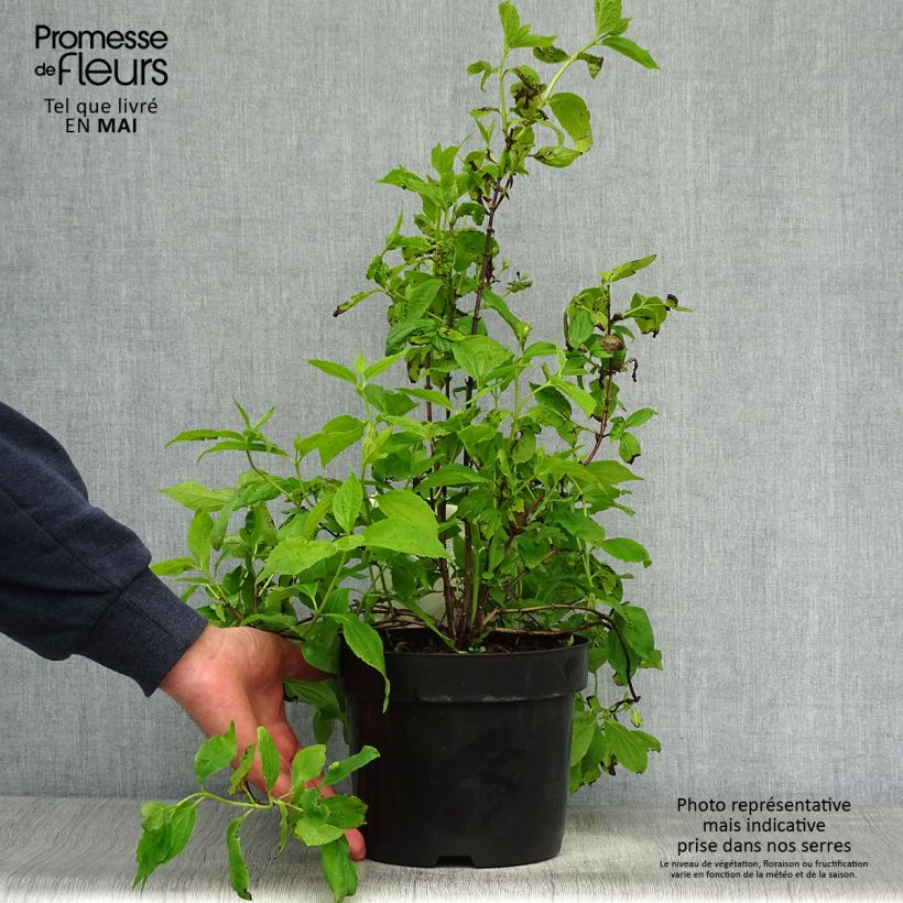 Esimerkki keväällä toimitetusta Pihajasmike - Philadelphus coronarius Ruukku 2L / 3L-taimesta