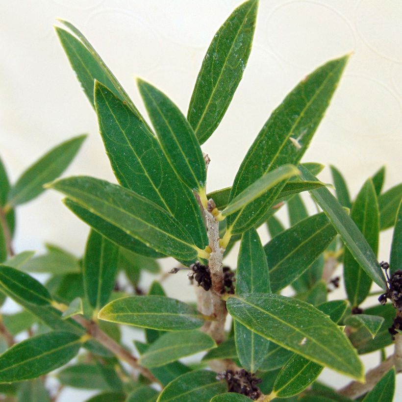 Kaitapiipensas - Phillyrea angustifolia (Lehvistö)