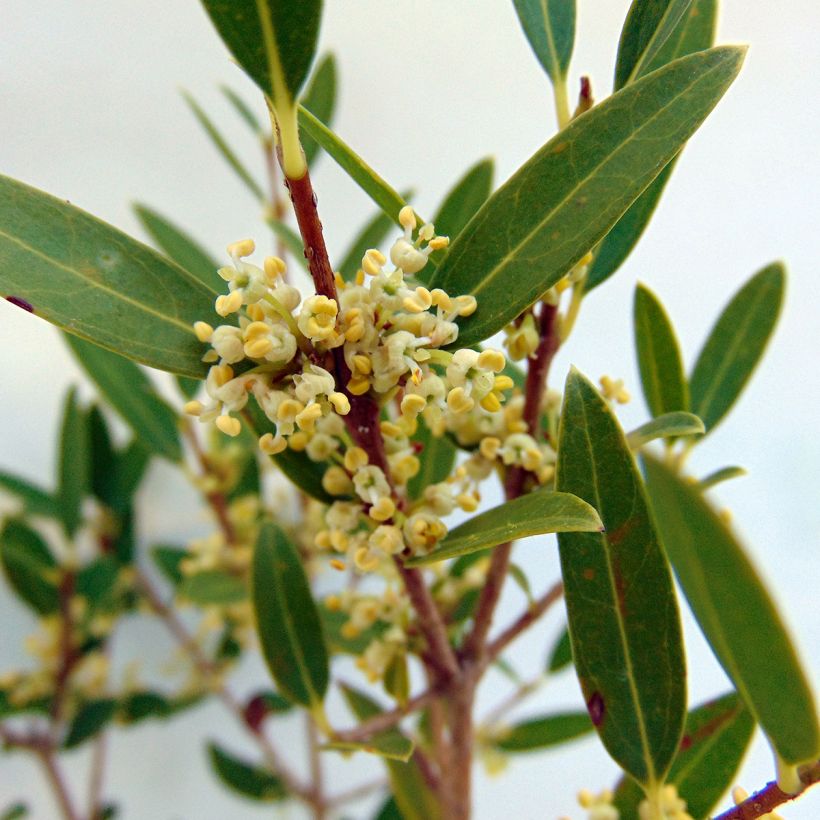 Kaitapiipensas - Phillyrea angustifolia (Kukinta)
