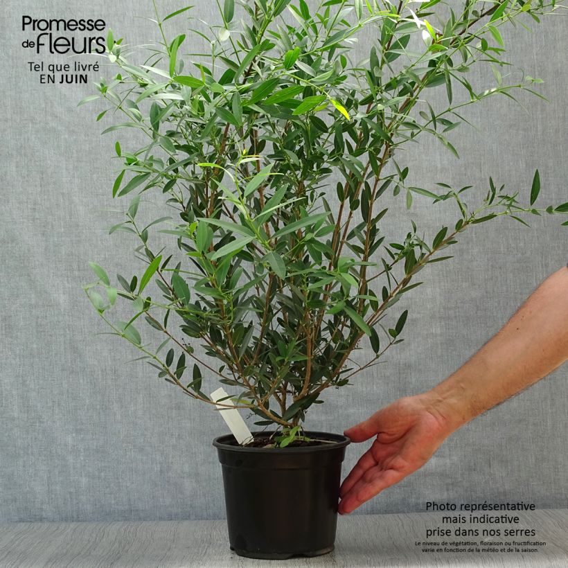 Esimerkki kesällä toimitetusta Kaitapiipensas - Phillyrea angustifolia Pot de 2L/3L-taimesta