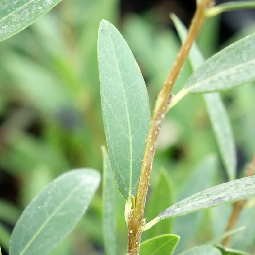 Kaitapiipensas Green Up (Lehvistö)