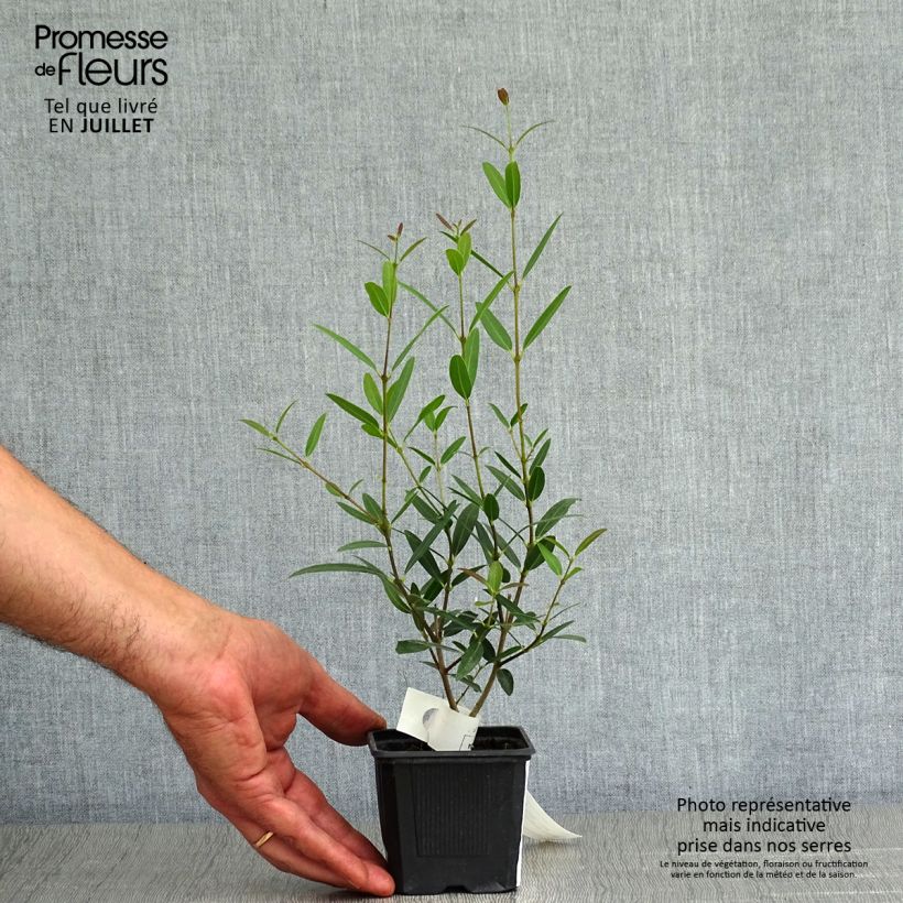 Esimerkki kesällä toimitetusta Kaitapiipensas Rosmarinifolia 8/9 cm taimiruukku-taimesta