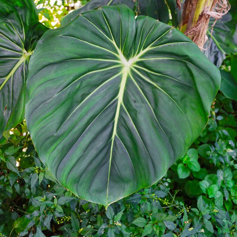 Kirjoköynnösvehka - Philodendron gloriosum (Lehvistö)