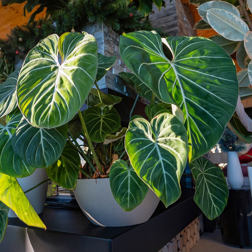 Kirjoköynnösvehka - Philodendron gloriosum (Kasvutapa)