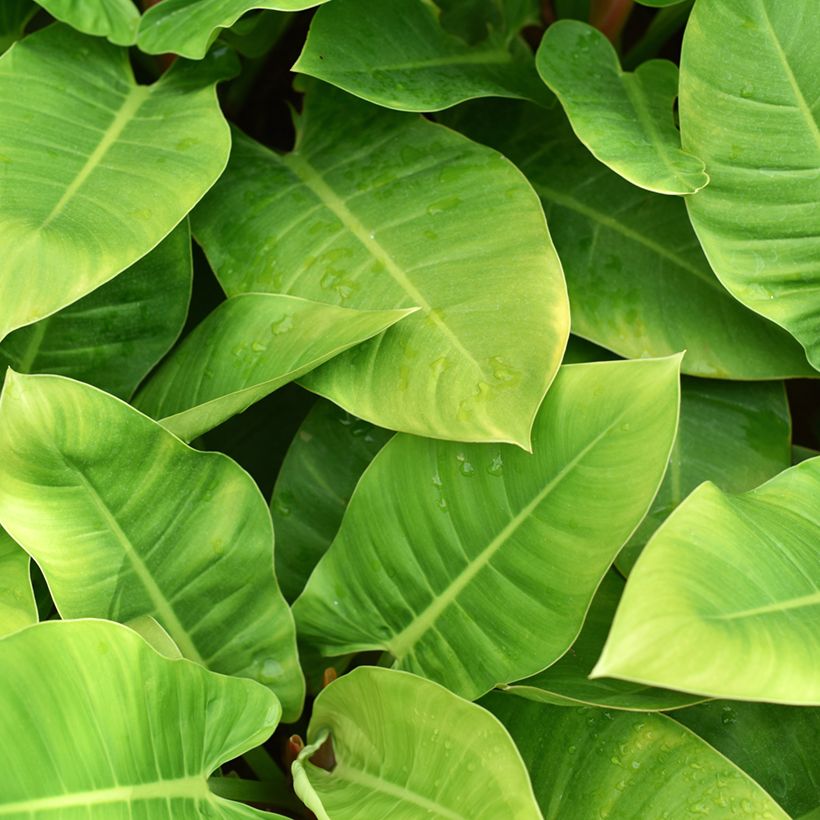 Köynnösvehka Imperial Green (Lehvistö)