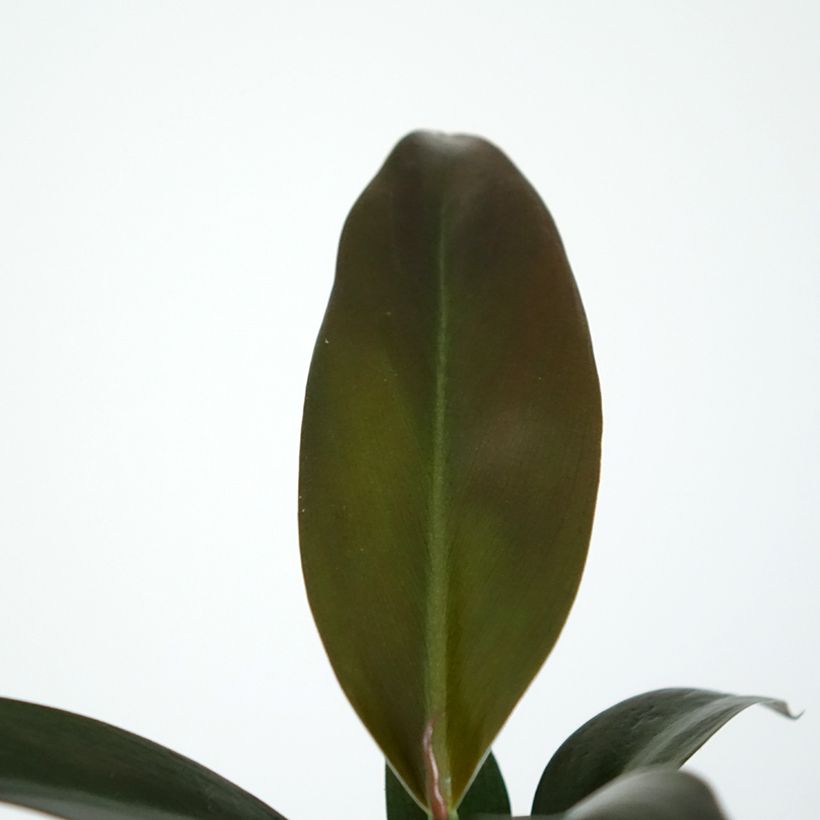 Purppuraköynnösvehka Imperial Red (Lehvistö)