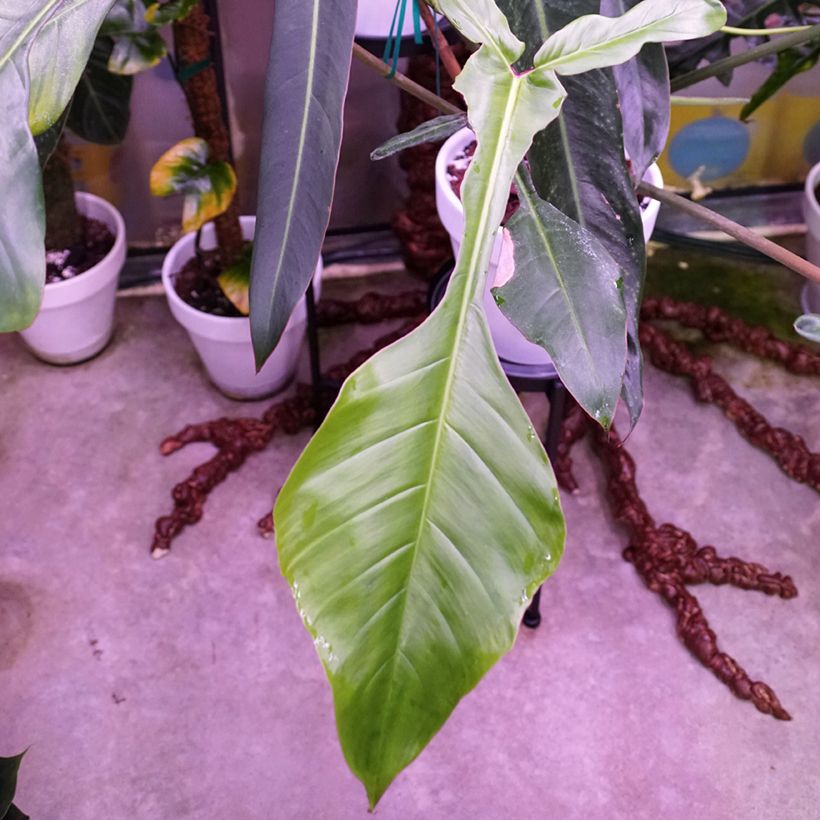 Köynnösvehka - Philodendron x joepii (Lehvistö)