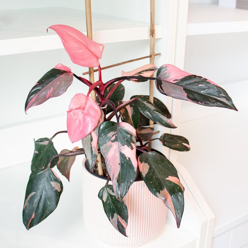 Köynnösvehka Pink Princess (Kasvutapa)