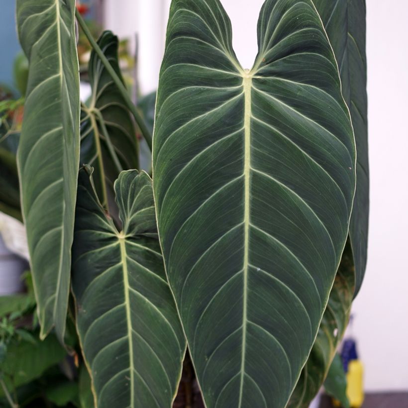 Rusoköynnösvehka - Philodendron melanochrysum (Lehvistö)