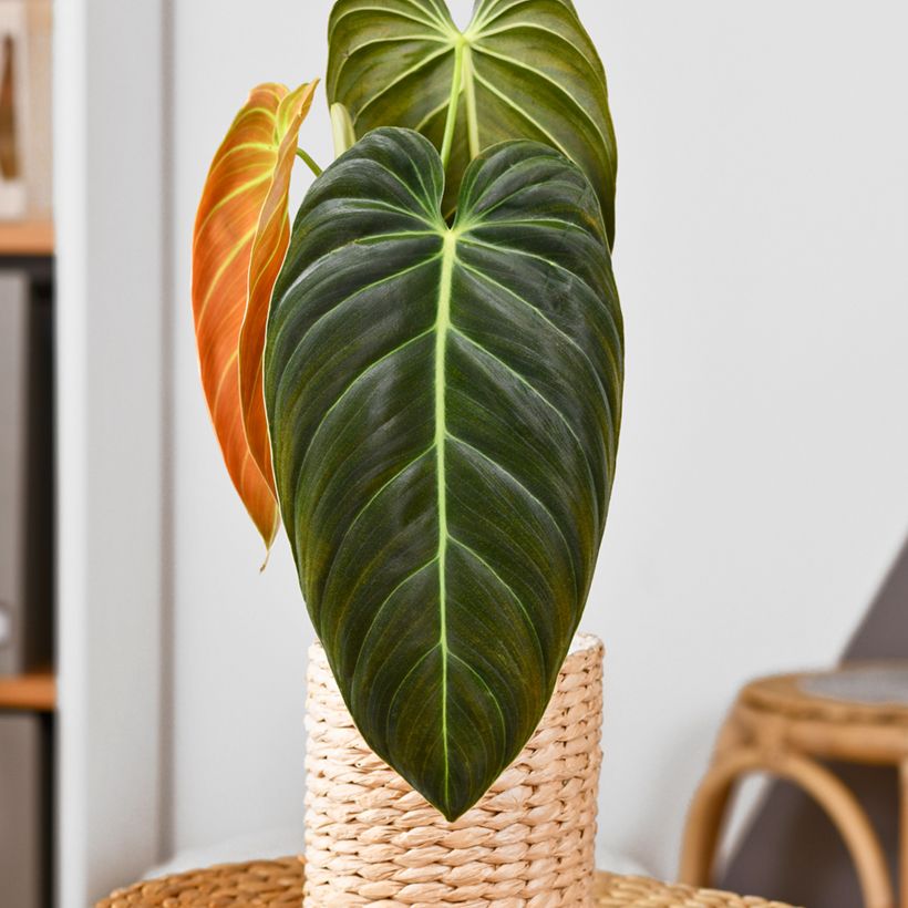 Rusoköynnösvehka - Philodendron melanochrysum (Kasvutapa)