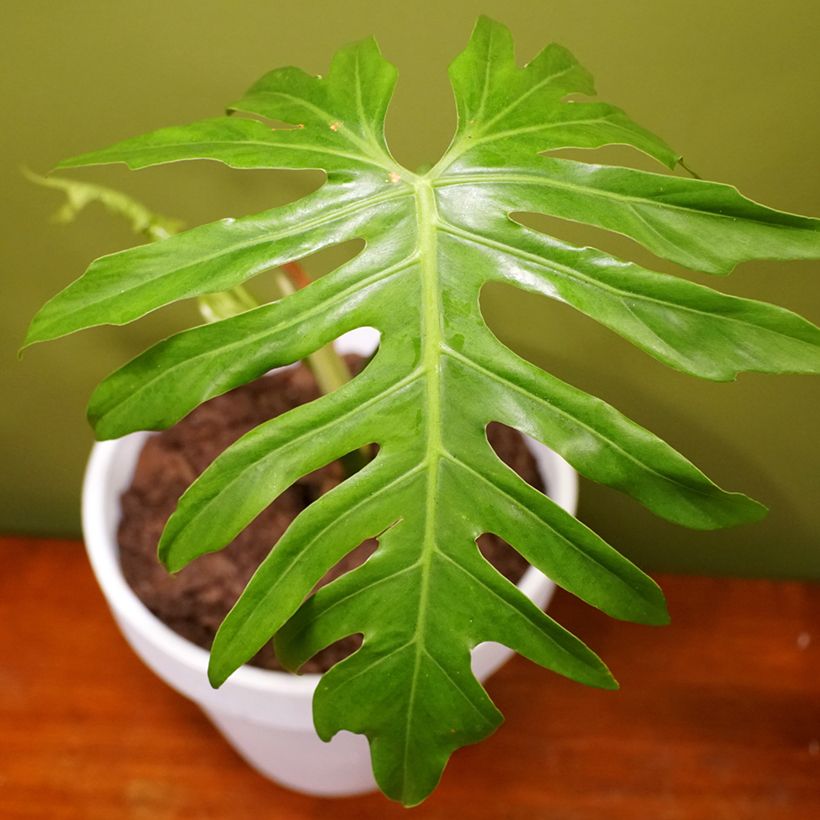 Köynnösvehka - Philodendron radiatum (Lehvistö)