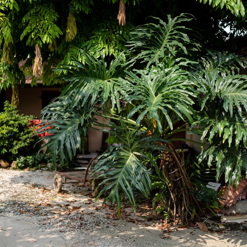 Köynnösvehka - Philodendron radiatum (Kasvutapa)