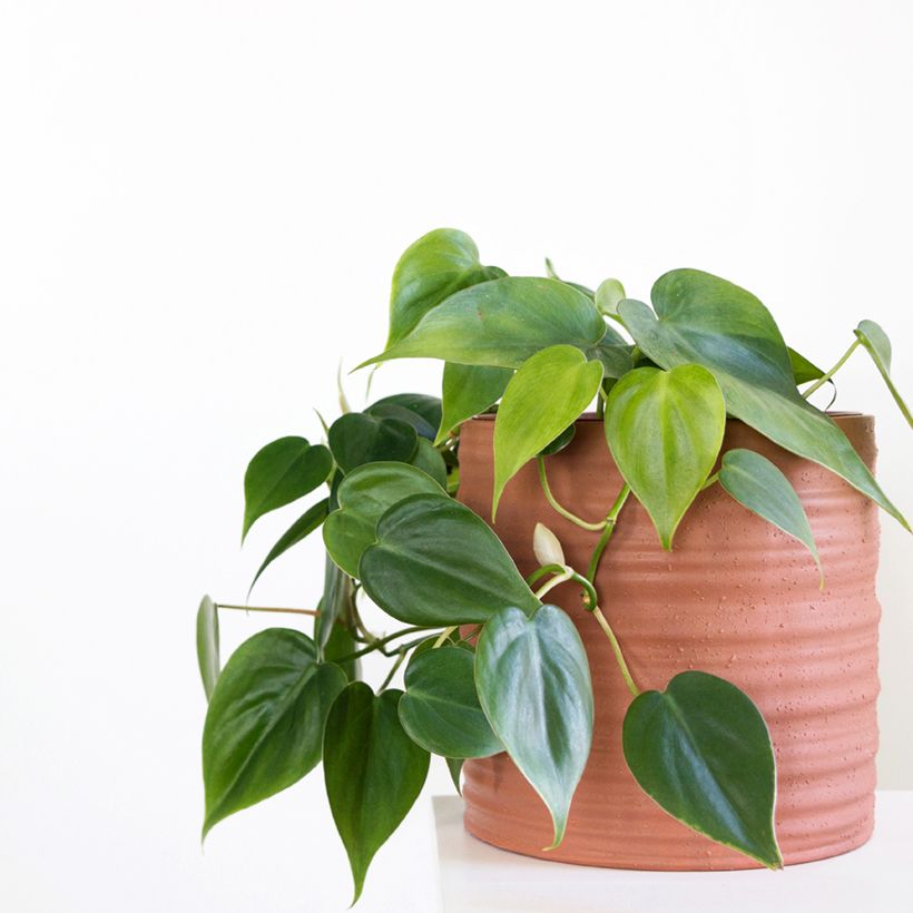 Herttaköynnösvehka - Philodendron hederaceum (Kasvutapa)