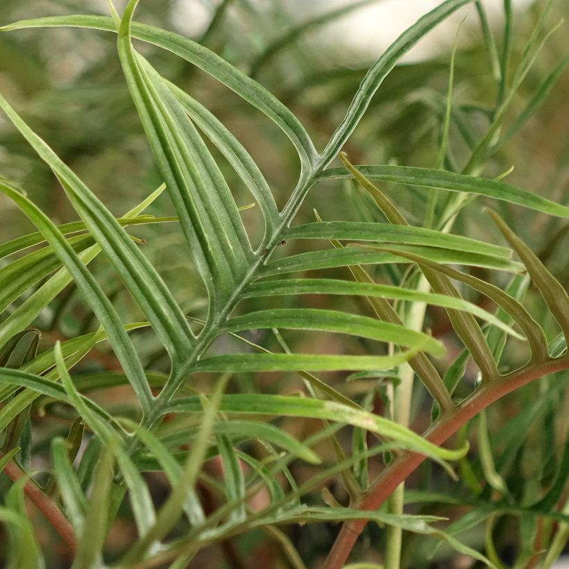 Köynnösvehka - Philodendron tortum (Lehvistö)