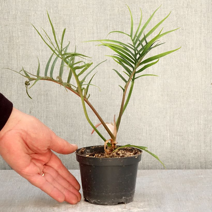 Esimerkki keväällä toimitetusta Köynnösvehka - Philodendron tortum 12 cm / 13 cm ruukku-taimesta